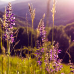 Salidas grupales a la naturaleza